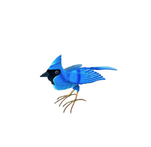 Standing Blue Jay